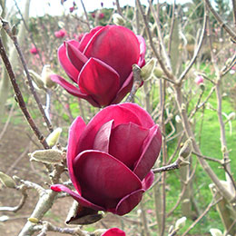 magnolia soulangeana x lilliflora -genie